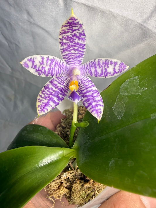 QA188 Phalaenopsis (Yaphon Christmas x KS Blue Ludde) x Mainshow Sapphire - Seed Grown 260531-A Flowering