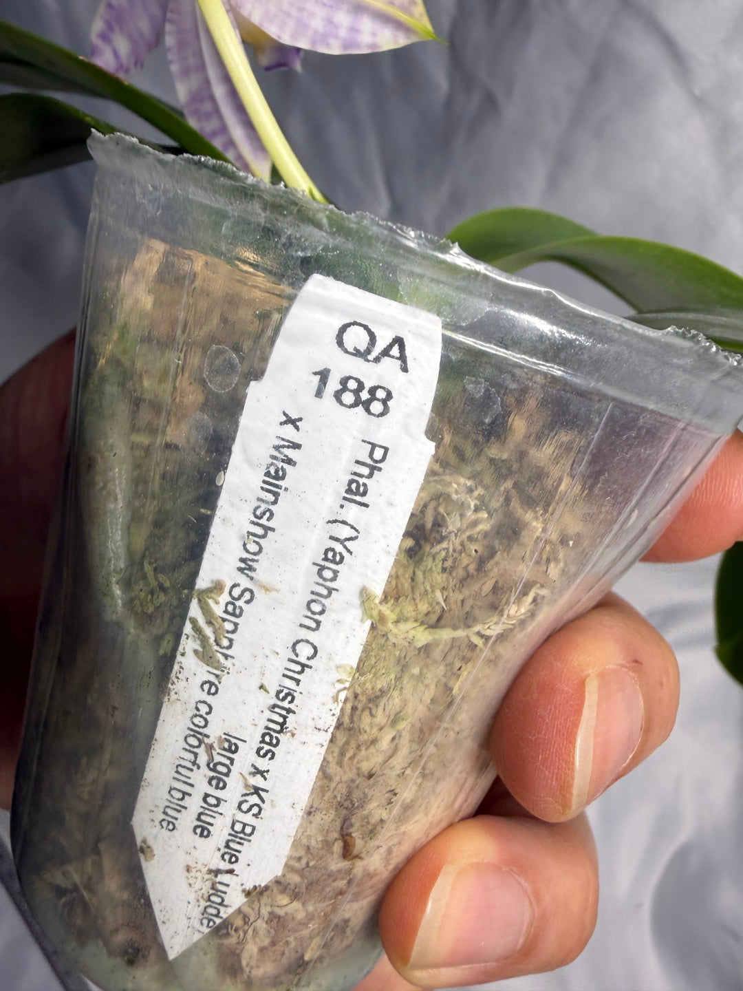 QA188 Phalaenopsis (Yaphon Christmas x KS Blue Ludde) x Mainshow Sapphire - Seed Grown 260531-A Flowering