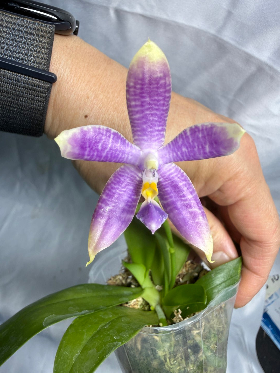 QA188 Phalaenopsis (Yaphon Christmas x KS Blue Ludde) x Mainshow Sapphire - Seed Grown 260531-B Flowering