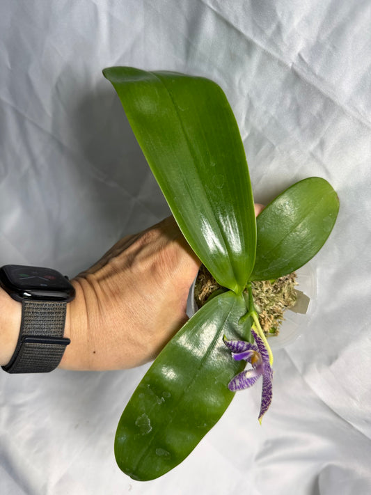QA188 Phalaenopsis (Yaphon Christmas x KS Blue Ludde) x Mainshow Sapphire - Seed Grown 260531-B Flowering