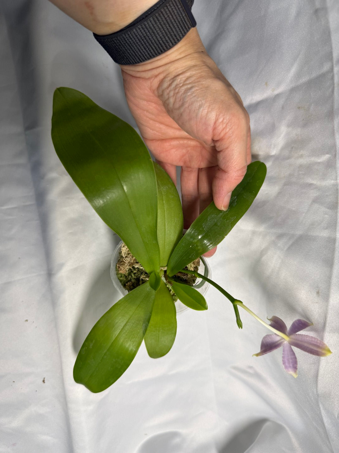 QA188 Phalaenopsis (Yaphon Christmas x KS Blue Ludde) x Mainshow Sapphire - Seed Grown 260531-B Flowering