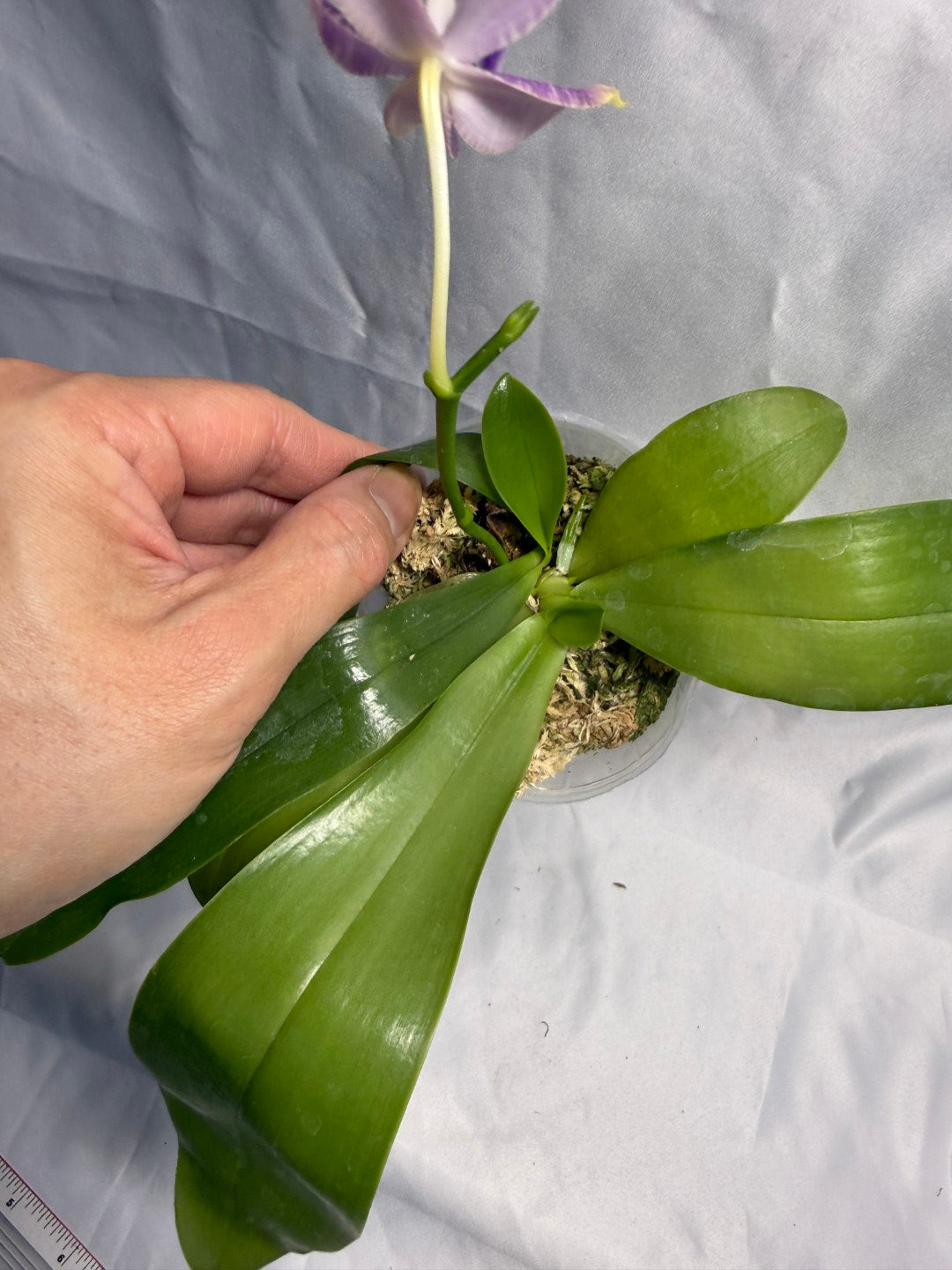 QA188 Phalaenopsis (Yaphon Christmas x KS Blue Ludde) x Mainshow Sapphire - Seed Grown 260531-B Flowering