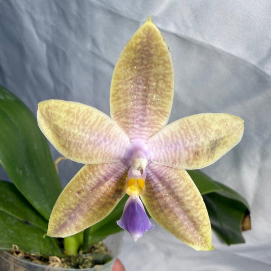 QA188 Phalaenopsis (Yaphon Christmas x KS Blue Ludde) x Mainshow Sapphire - Seed Grown 260531-C Flowering