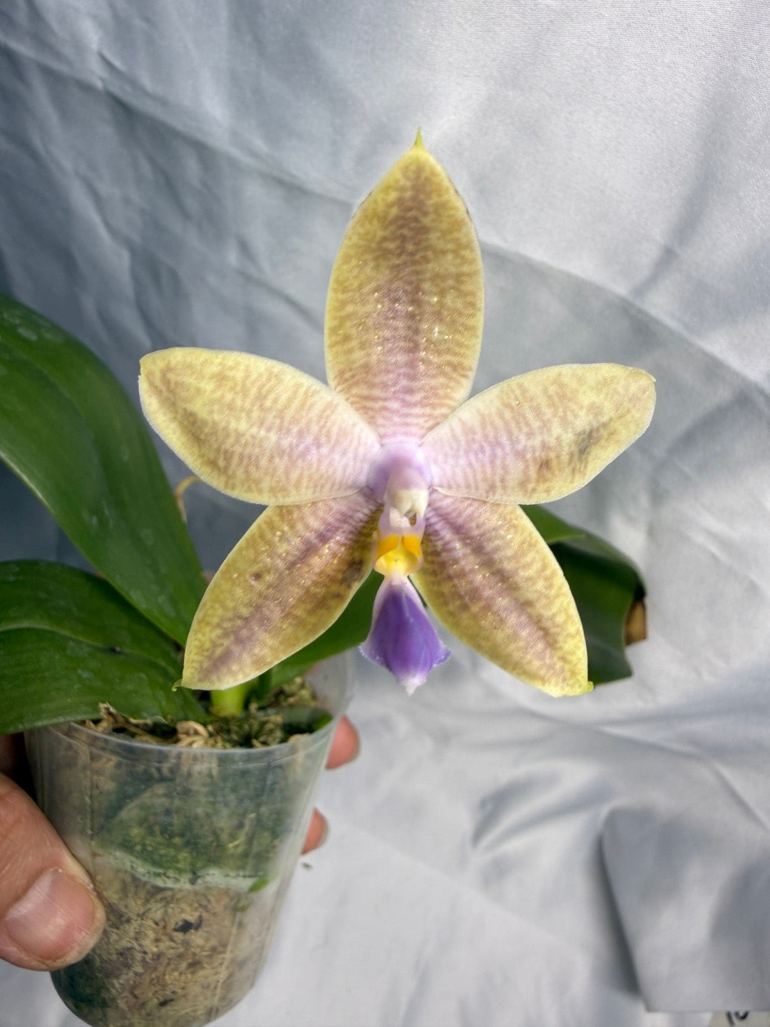 QA188 Phalaenopsis (Yaphon Christmas x KS Blue Ludde) x Mainshow Sapphire - Seed Grown 260531-C Flowering