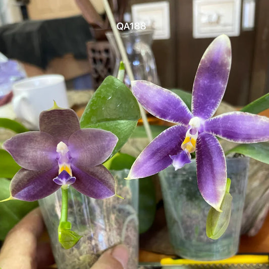 QA188 Phalaenopsis (Yaphon Christmas x KS Blue Ludde) x Mainshow Sapphire - Seed Grown