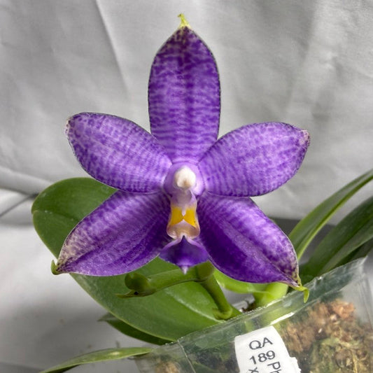 QA189 Phalaenopsis MS Blue Tint x Mainshow Sapphire - Seed Grown