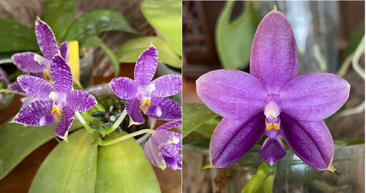 QA189 Phalaenopsis MS Blue Tint x Mainshow Sapphire - Seed Grown