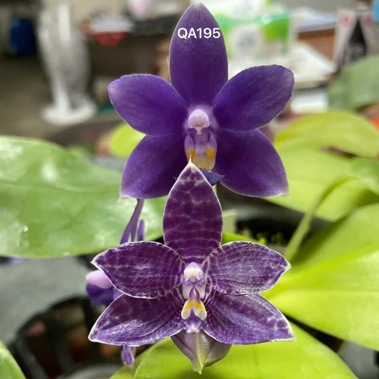QA195 Phalaenopsis Mainshow Blue Elf x (LL Blue Cherry x LL Blue Eagle) - Seed Grown