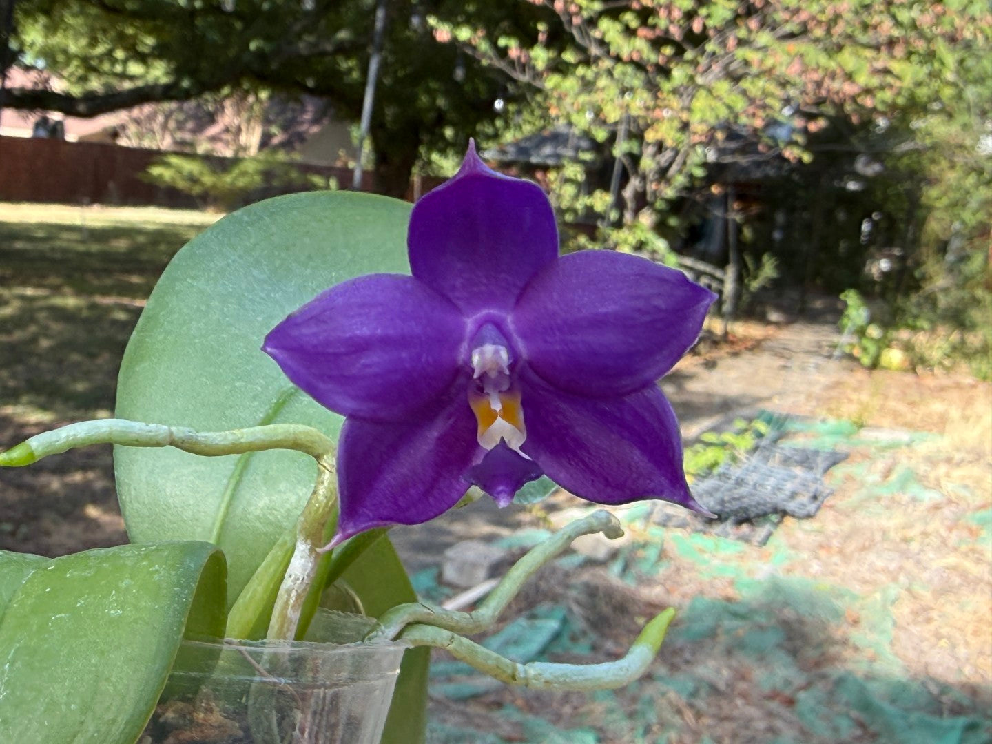 QA212 Phalaenopsis MS Sapphire Tide - Seed Grown 260816-A Flowering