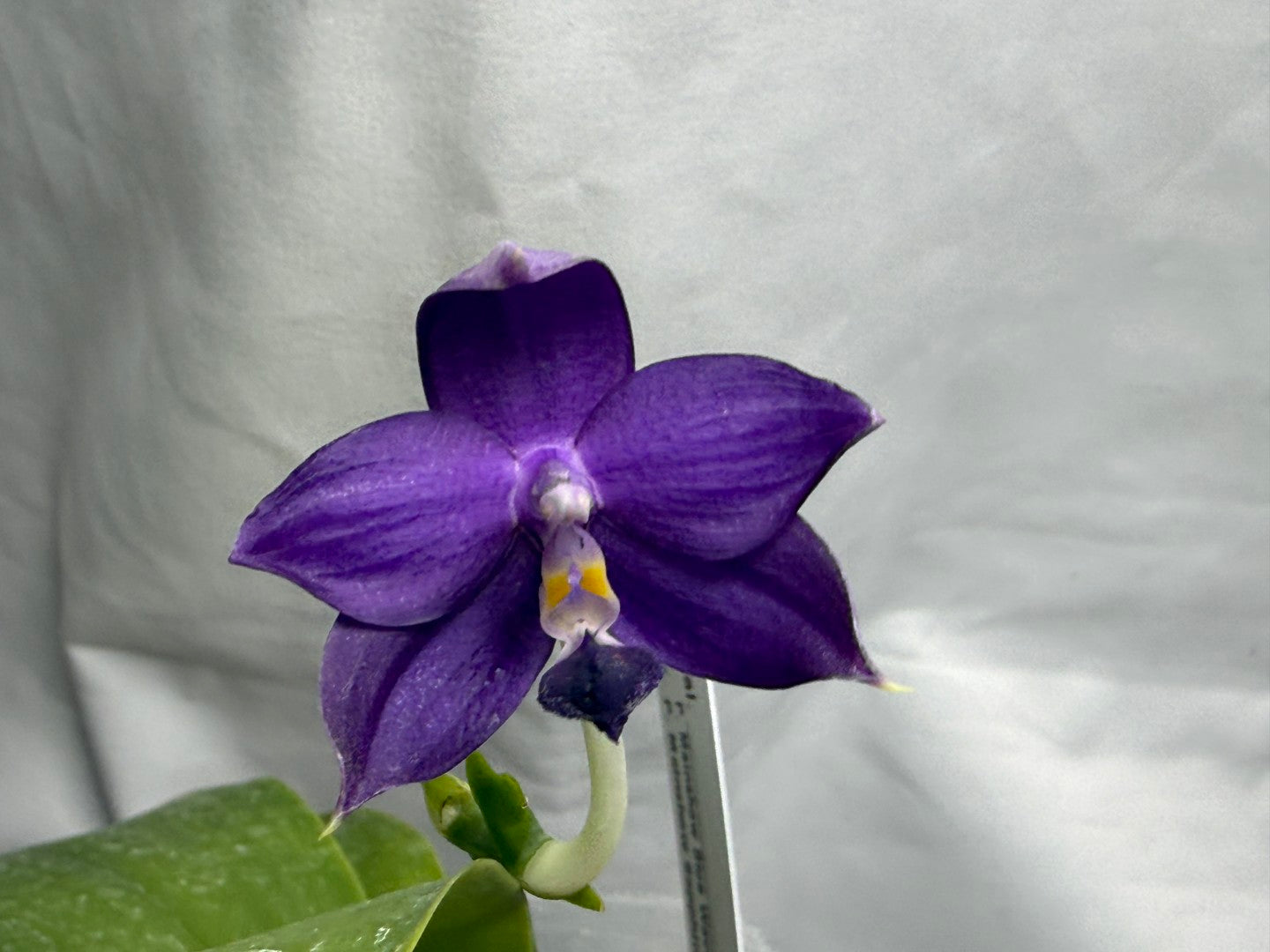 QA212 Phalaenopsis MS Sapphire Tide - Seed Grown 260816-A Flowering