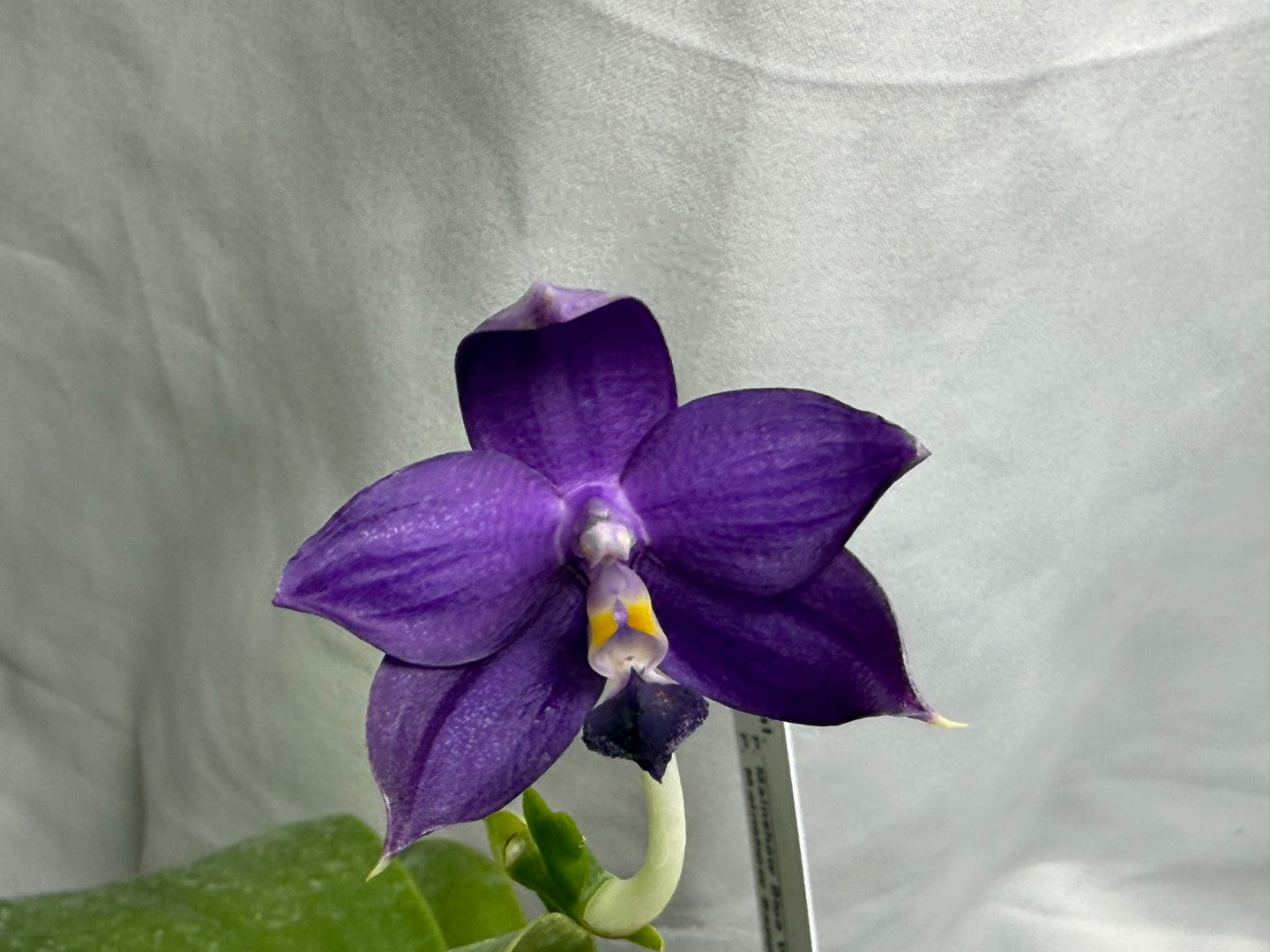QA212 Phalaenopsis MS Sapphire Tide - Seed Grown 260816-A Flowering