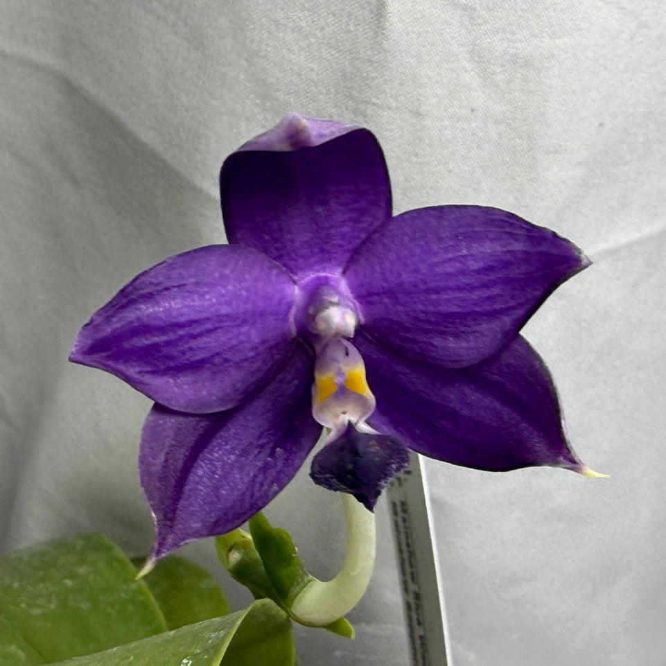 A single blooming purple orchid flower with green leaves, photographed against a wrinkled white fabric background.