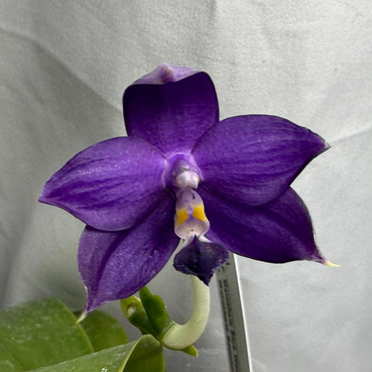 A single blooming purple orchid flower with green leaves, photographed against a wrinkled white fabric background.