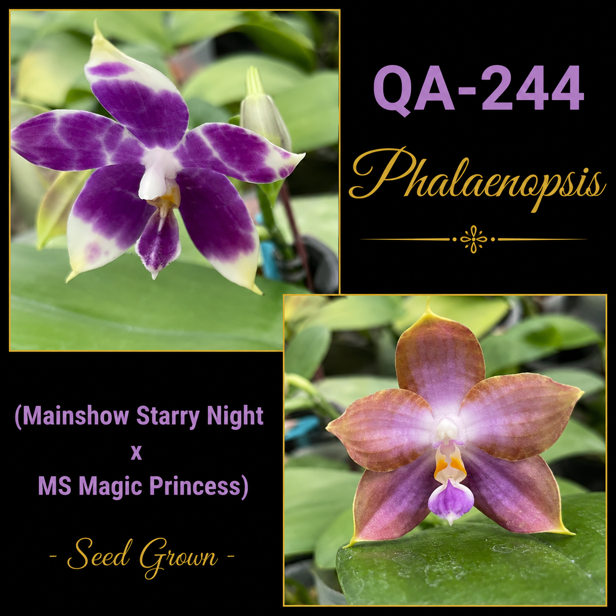 QA244 Phalaenopsis Mainshow Starry Night x MS Magic Princess - Seed Grown