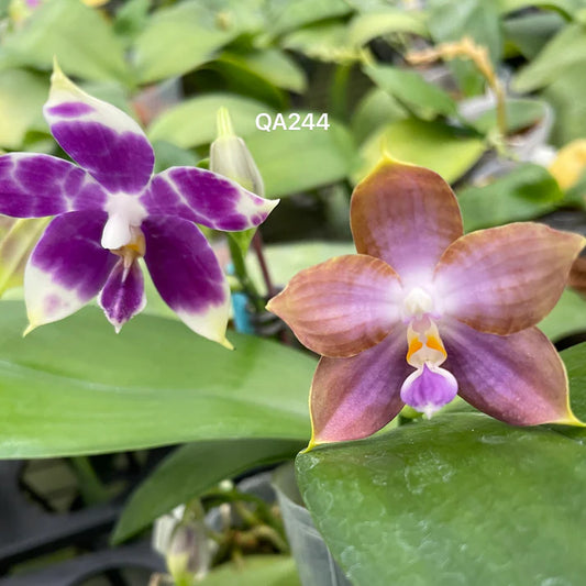 QA244 Phalaenopsis Mainshow Starry Night x MS Magic Princess - Seed Grown