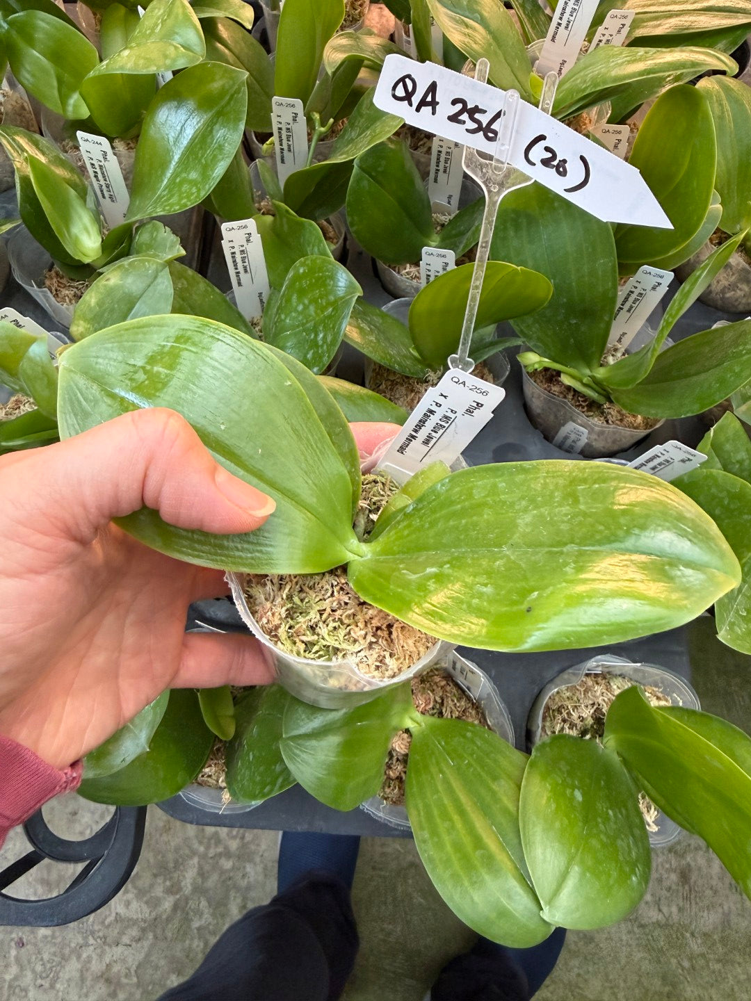 QA-256 Phalaenopsis MS Mermaid's Jewel - Seed Grown – Big Leaf Orchids