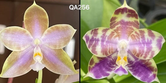 QA256 Phalaenopsis MS Blue Jewel x Mainshow Mermaid - Seed Grown
