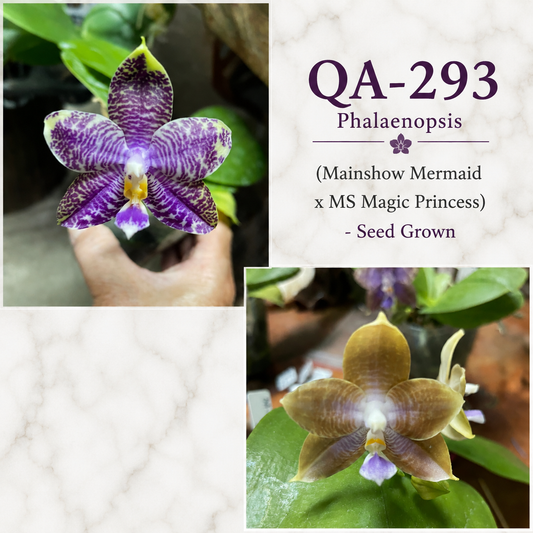 QA293 Phalaenopsis Mainshow Mermaid x MS Magic Princess - Seed Grown