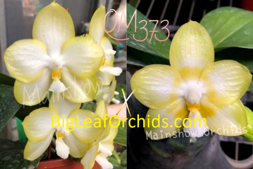 Phalaenopsis YangYang Angel's Kiss - Seedlings