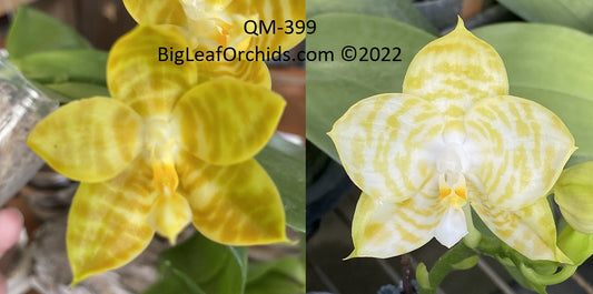 Phalaenopsis Mainshow Happy Bee X Mituo Golden Tiger 231119 Spiking
