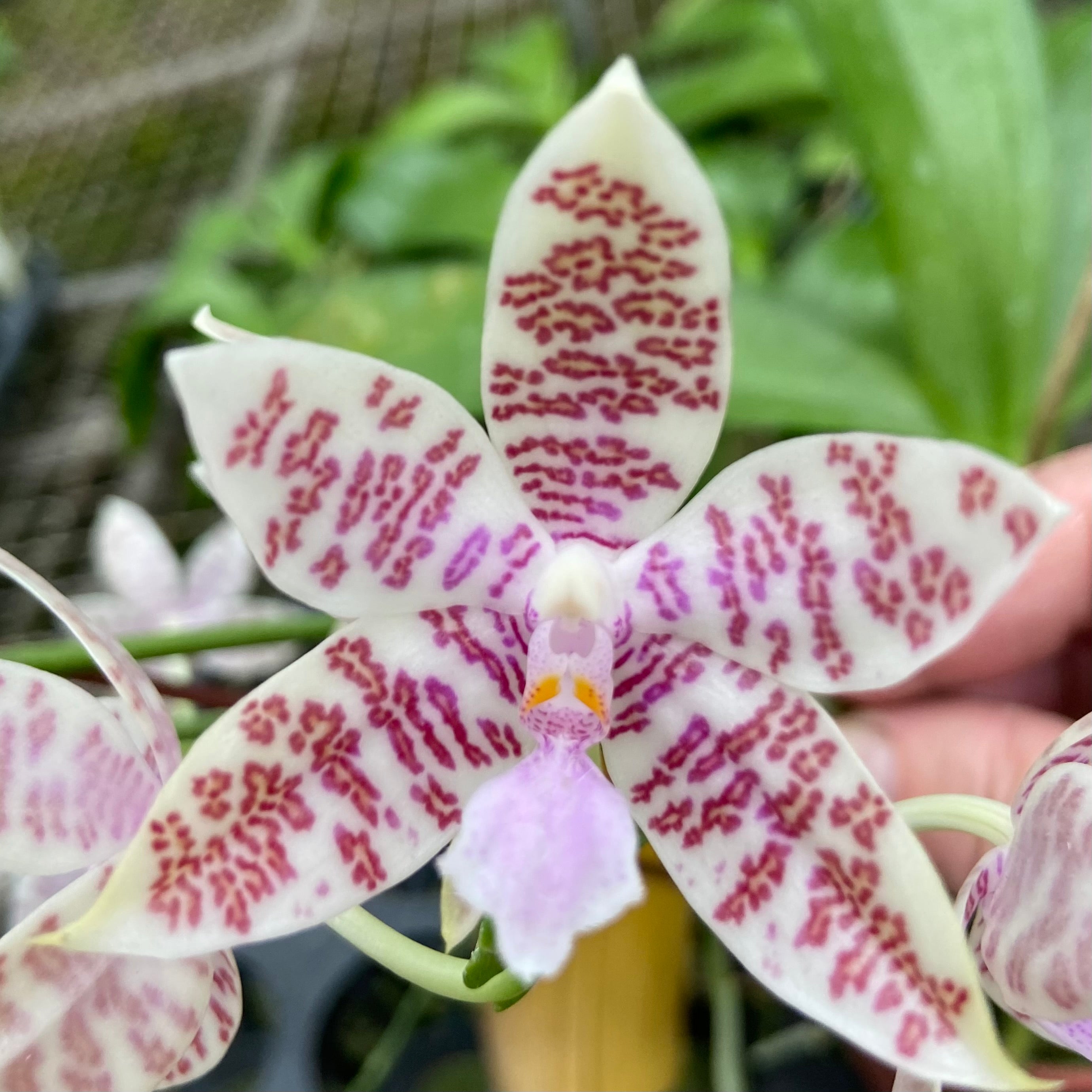 Phalaenopsis hieroglyphica x sib, Seedling, QM-429 – Big Leaf Orchids