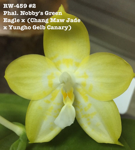 Phalaenopsis Yaphon Hsiangor 'MS Yellow'