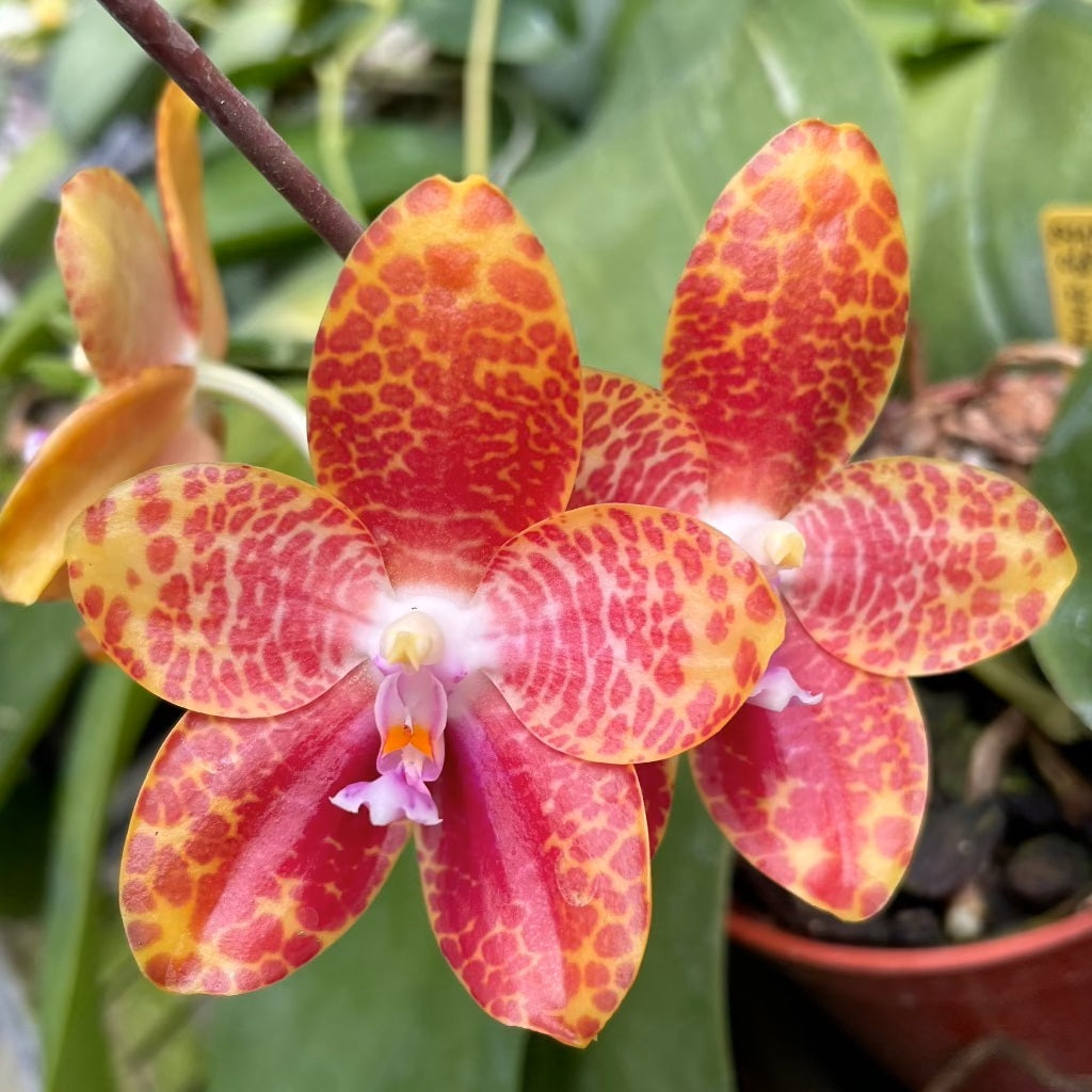 Phalaenopsis (Zheng Min Muscadine x gigantea) 'Mainshow'