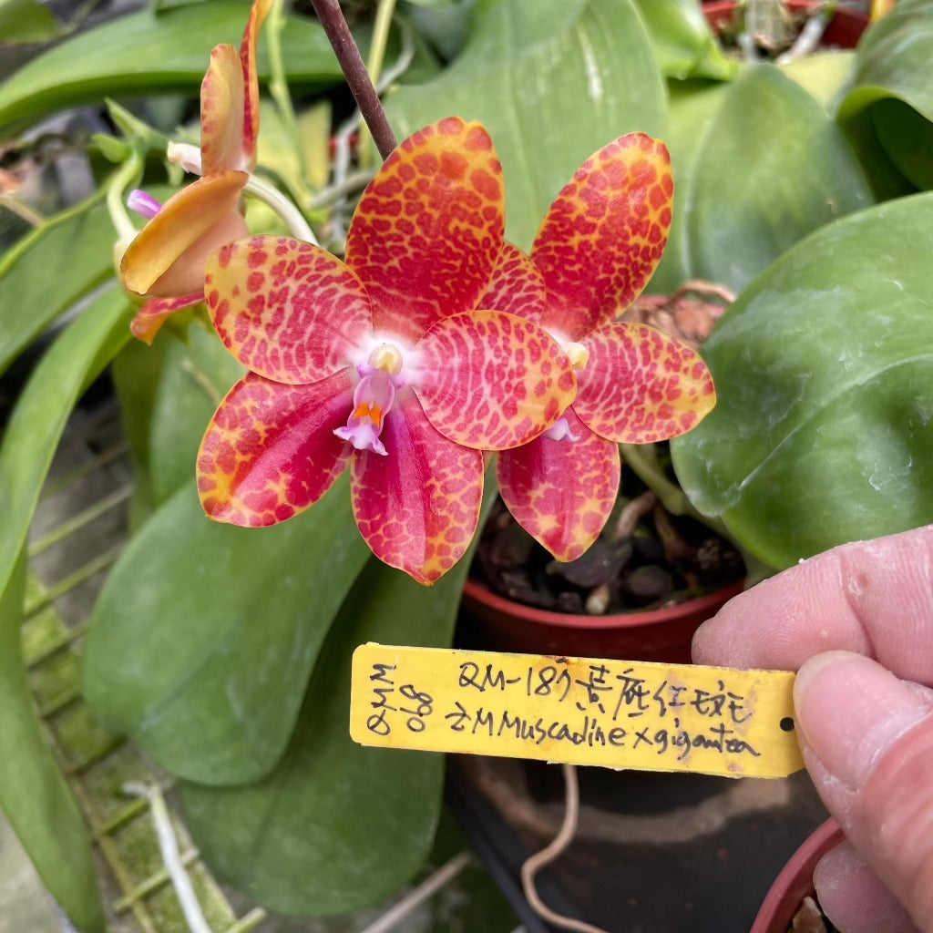 Phalaenopsis (Zheng Min Muscadine x gigantea) 'Mainshow'