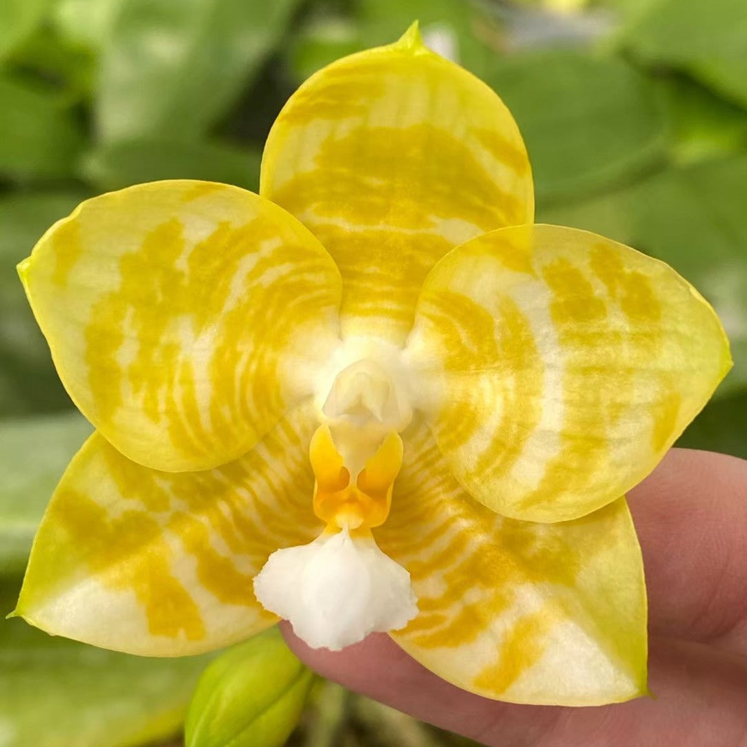Phalaenopsis Yaphon Love Song 'Yellow Super' 230811 Flowering