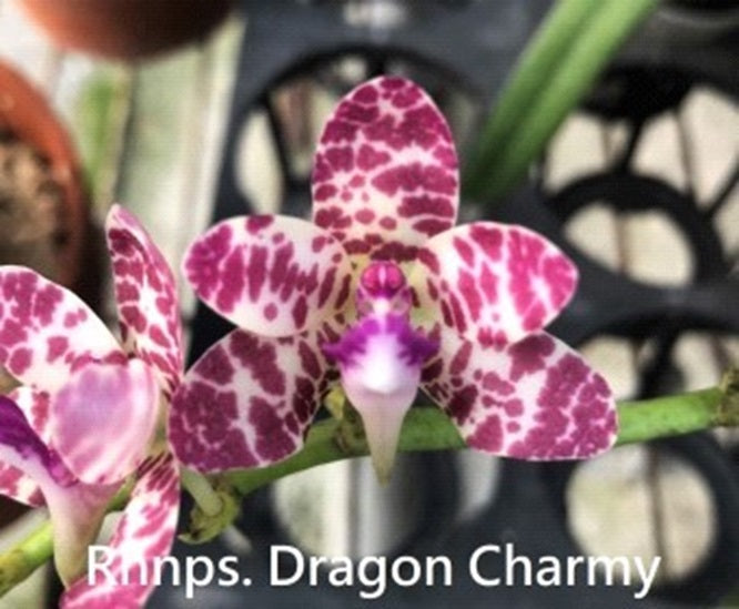 Rhynchonopsis Dragon Charmy - Seed Grown