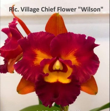 Rhyncholaeliocattleya (Rlc.) Village Chief Flower 'Wilson'