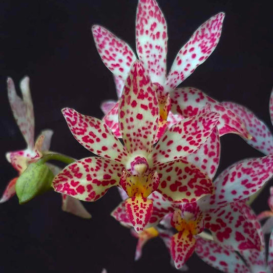 Renanthopsis Chienlung Star River 'Dragon Head' (clone)