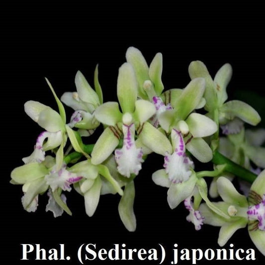 Phalaenopsis (Sedirea) japonica