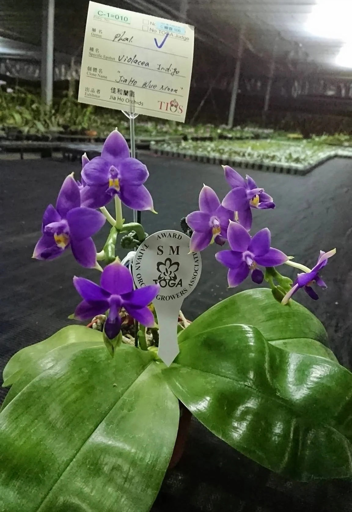 Phalaenopsis violacea 'Jiaho Blue Moon'