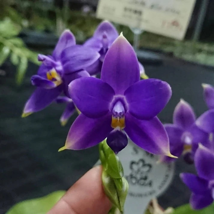 Phalaenopsis violacea 'Jiaho Blue Moon'