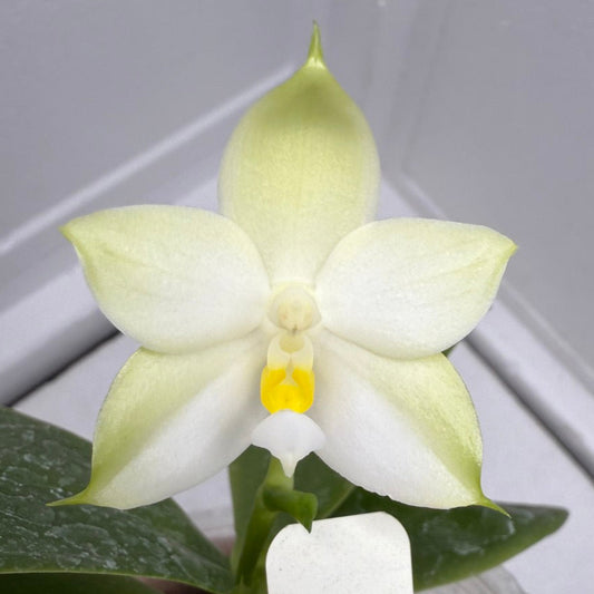 Phalaenopsis bellina var alba 250826 Flowering