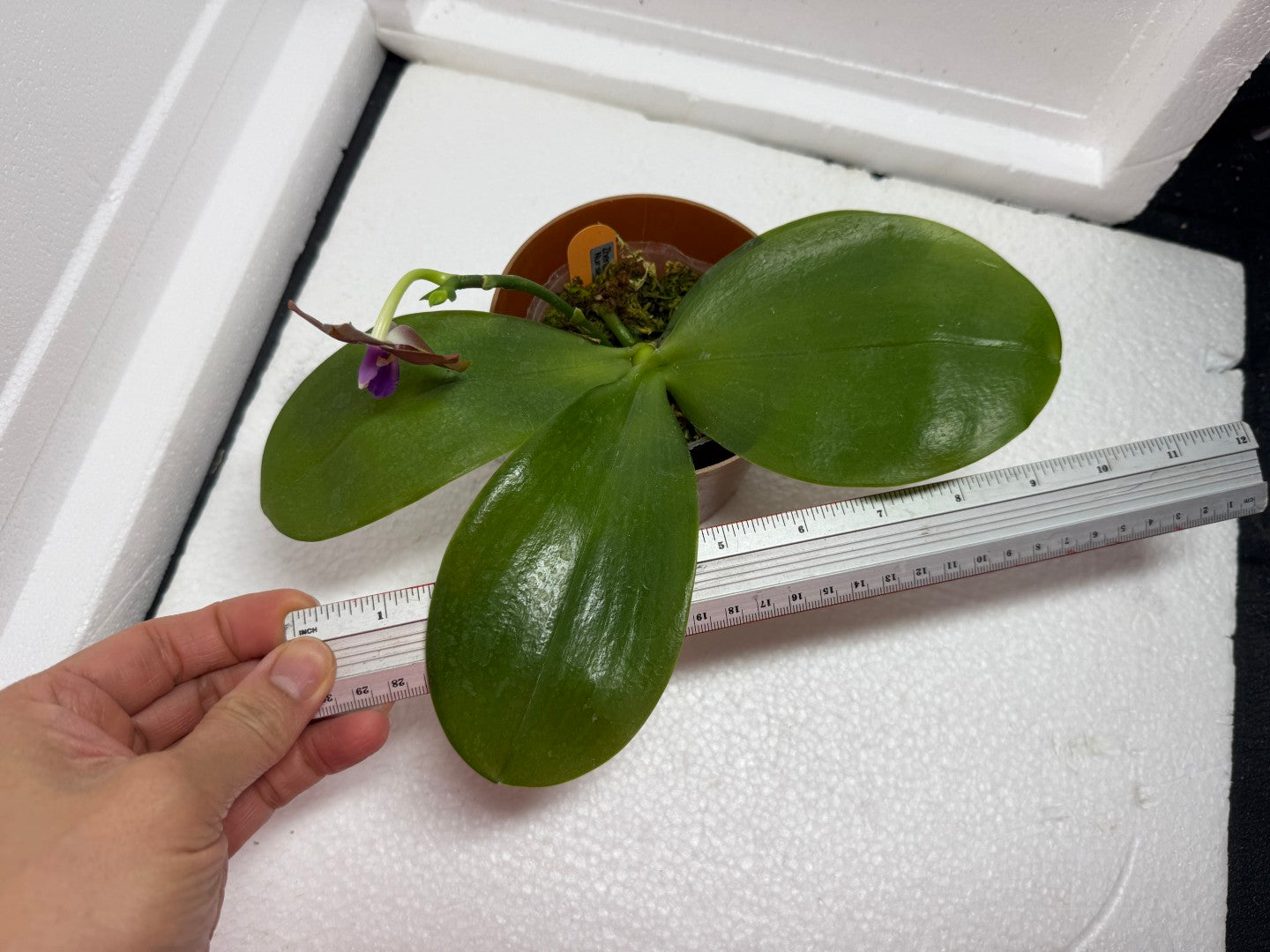 Phalaenopsis Zheng Min Spruce 'Chocolate'