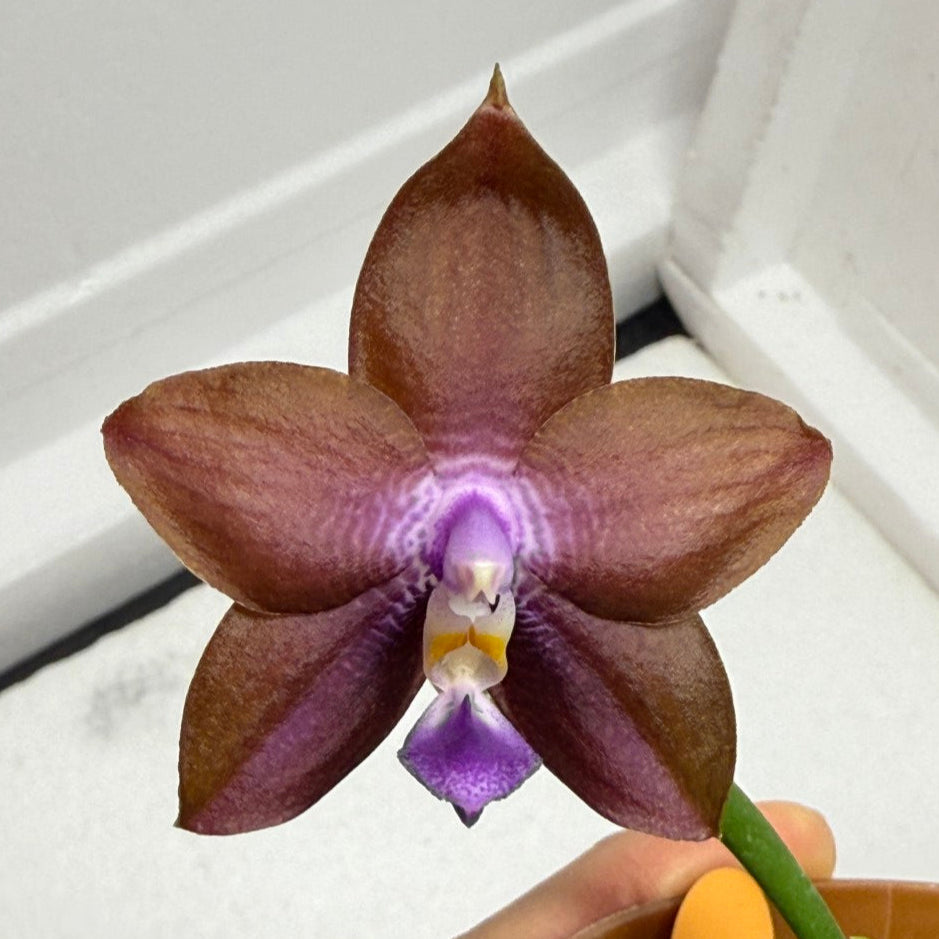 Phalaenopsis Zheng Min Spruce 'Chocolate'