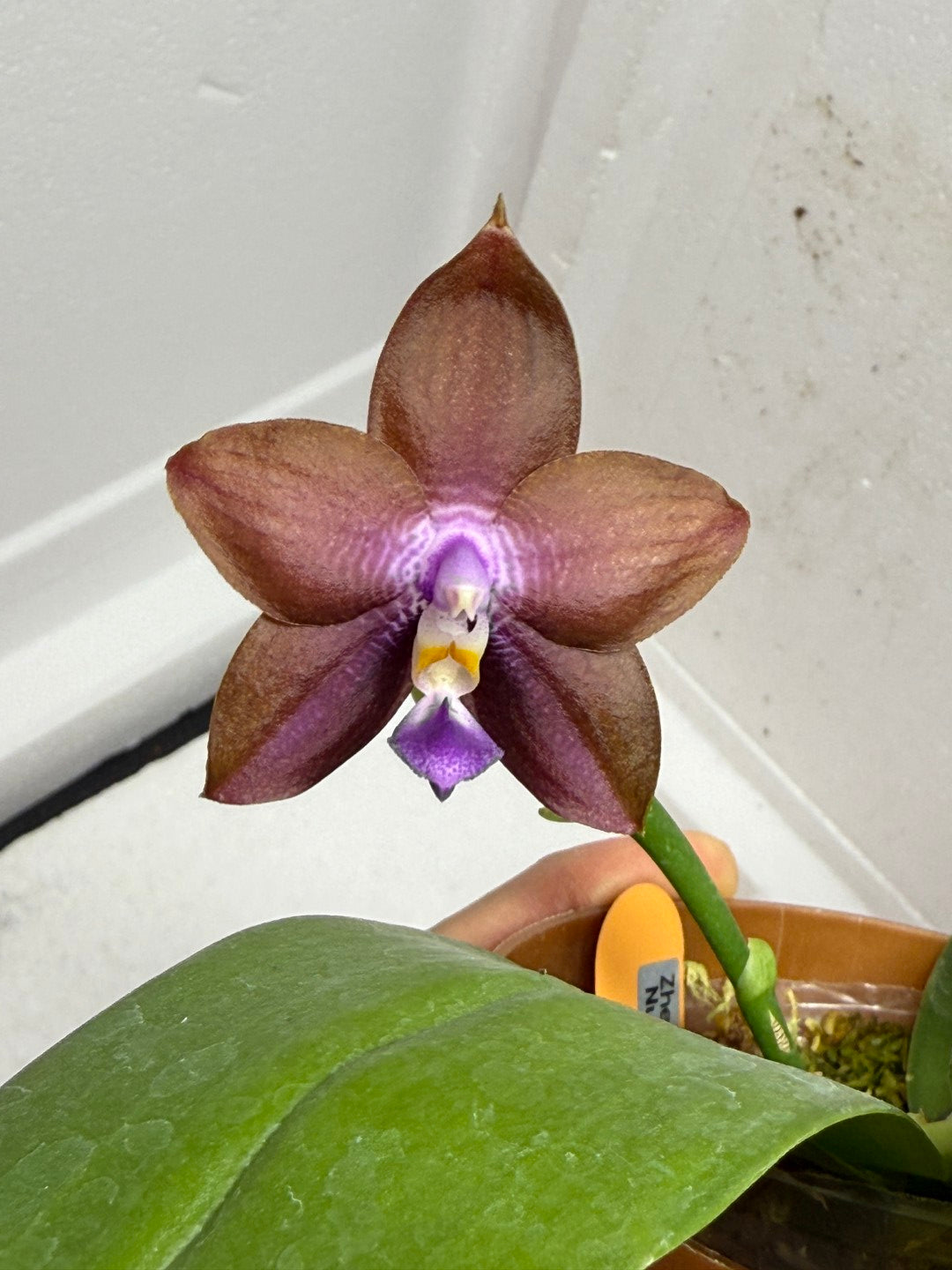Phalaenopsis Zheng Min Spruce 'Chocolate'