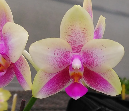 Phalaenopsis Hua Yi Pride 'Huey Ru' Spiking