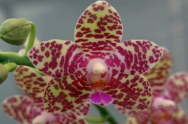 Phalaenopsis Maritea 'Wan Chyan'