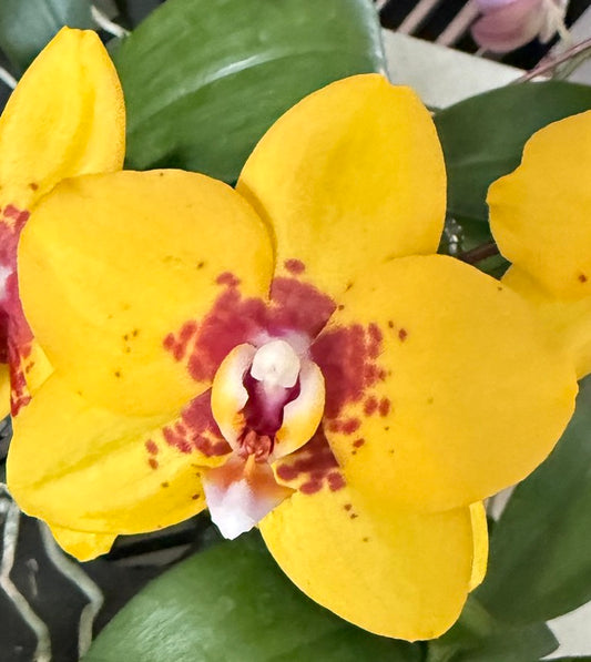Phalaenopsis Lioulin Amber 'Bloody Gold'