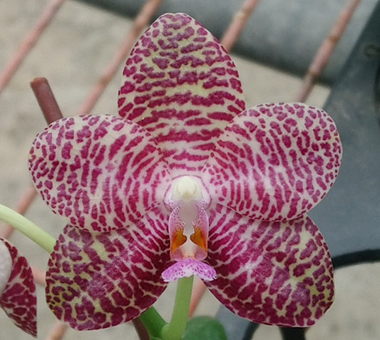 Phal. Zheng Min Granite 'Peter #4'