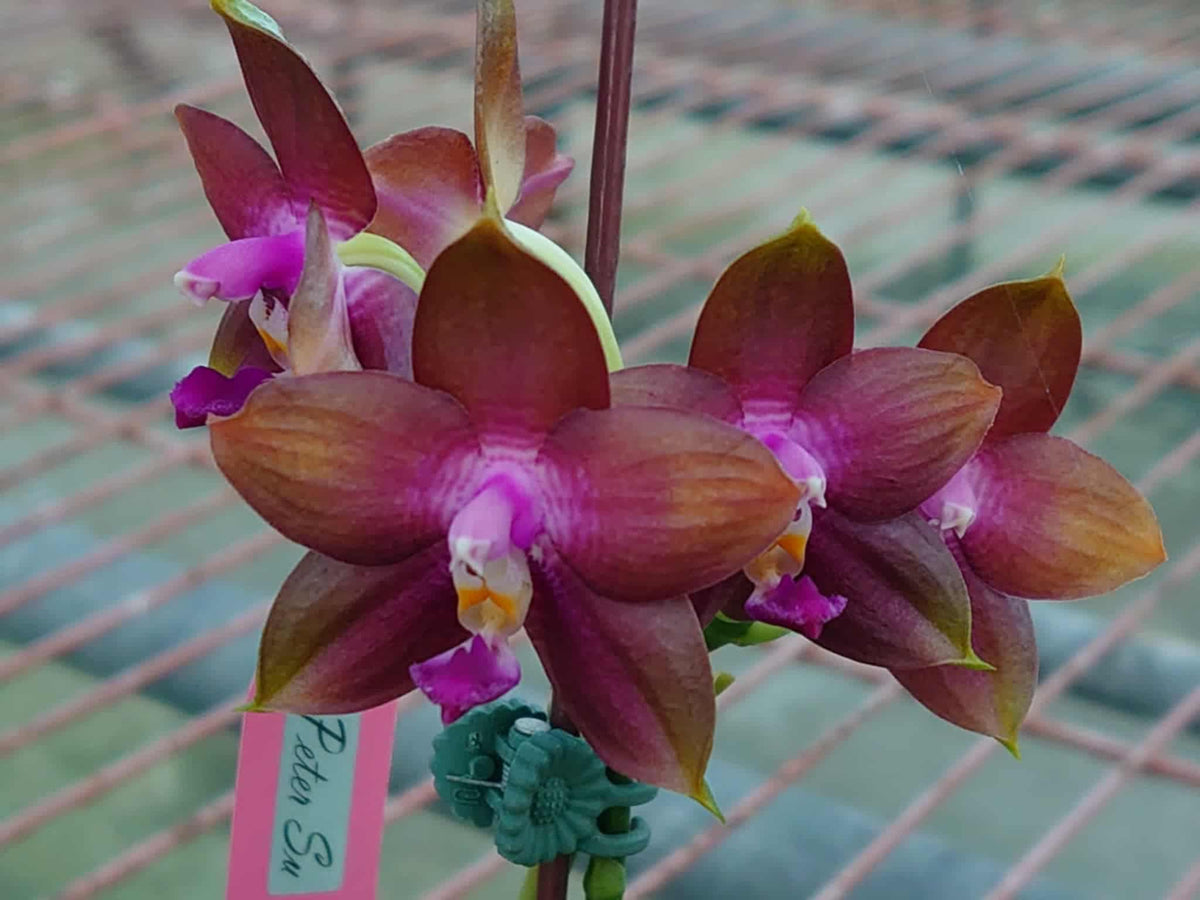 ST1838 Phalaenopsis Zheng Min Spruce 'Chocolate'