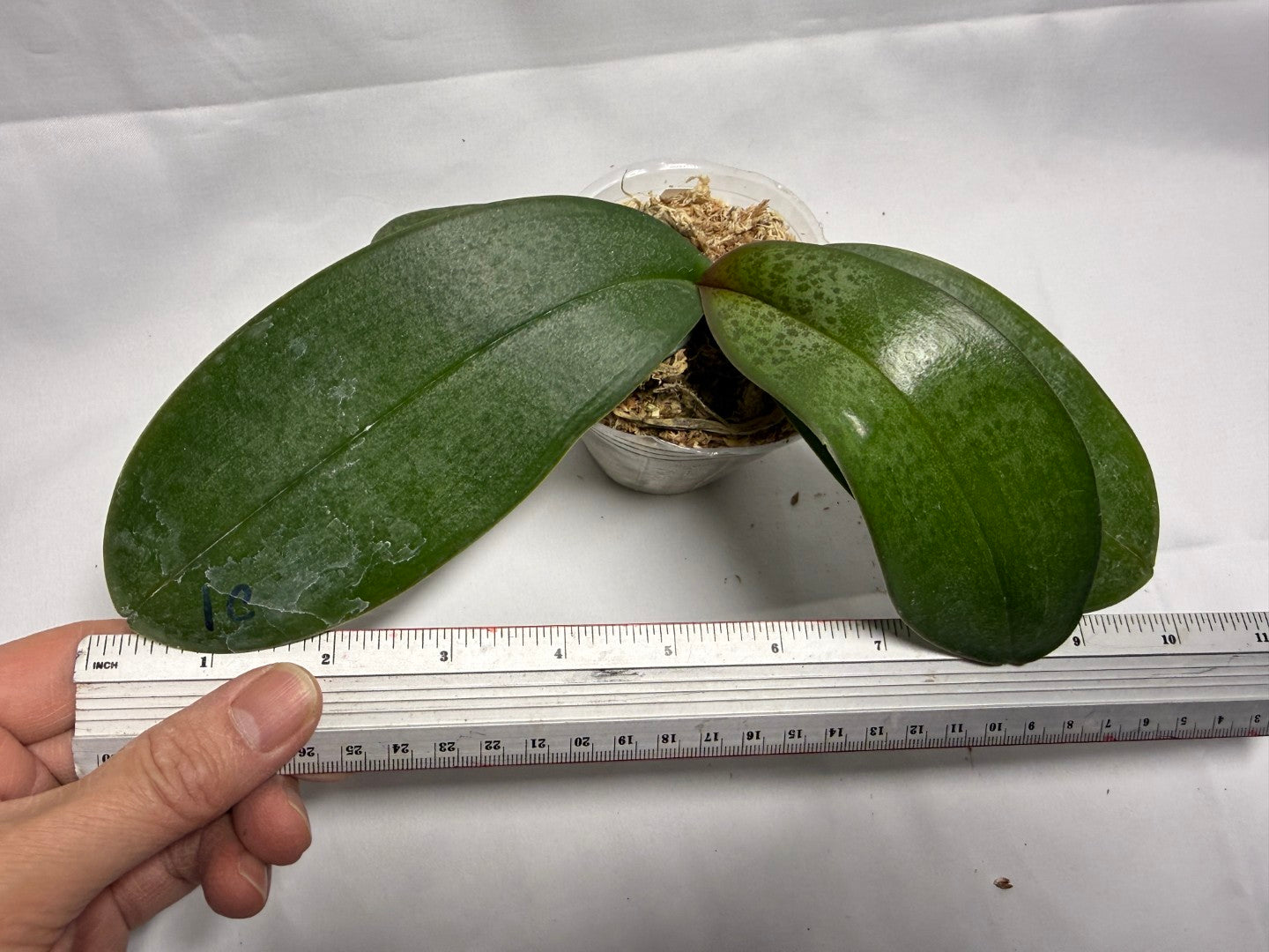 Phalaenopsis SWR Romance '#2' 罗曼史