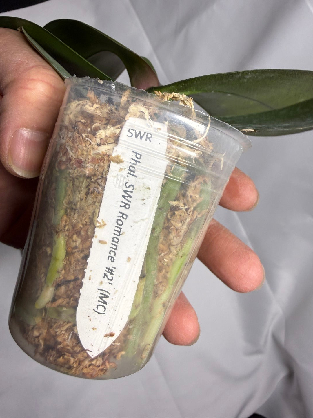 Phalaenopsis SWR Romance '#2' 罗曼史