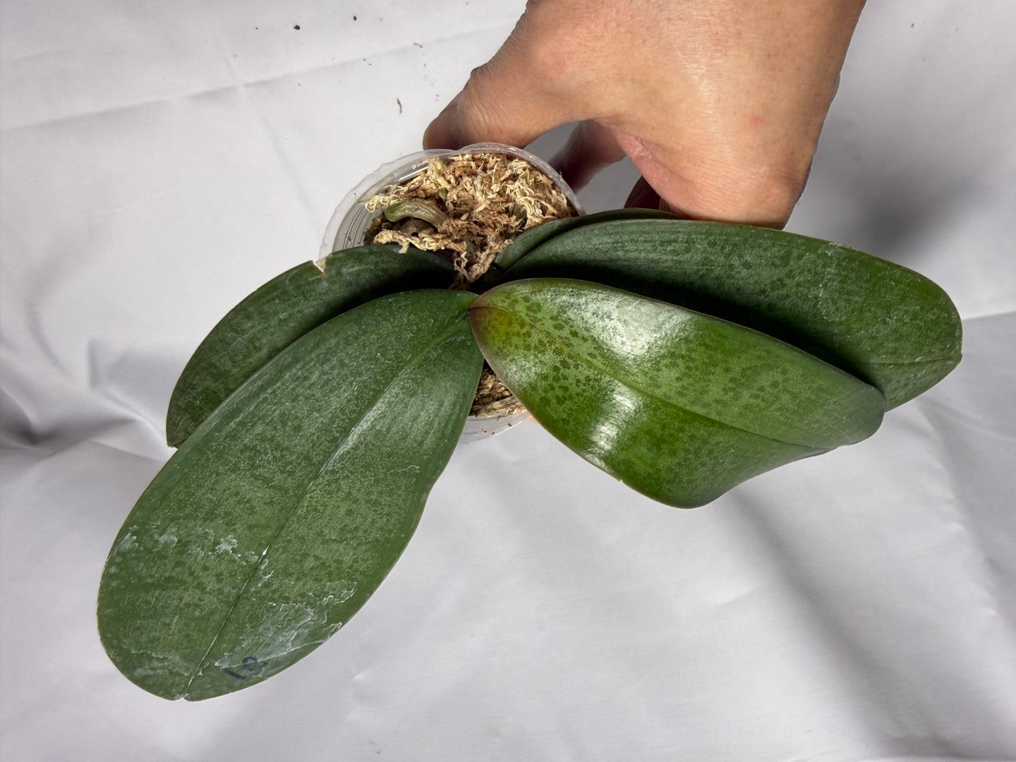 Phalaenopsis SWR Romance '#2' 罗曼史