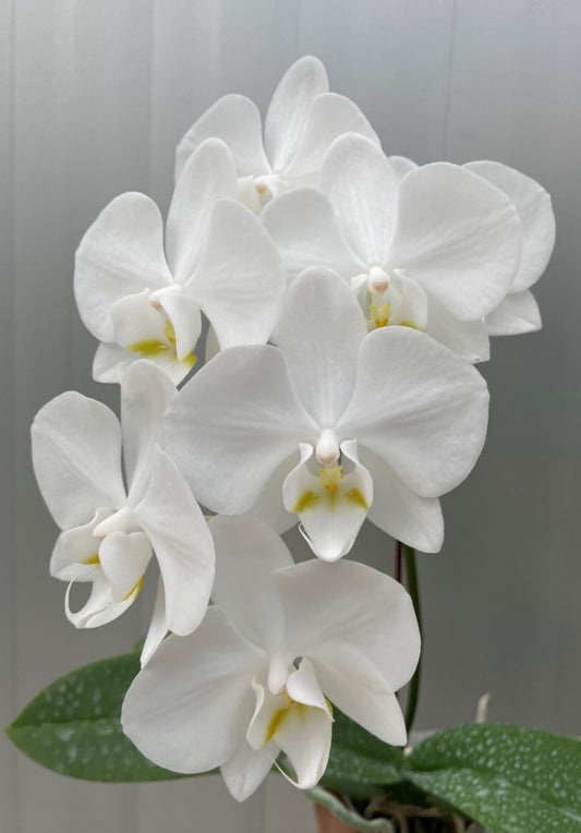 Phalaenopsis amabilis 'alba' x self - Seed Grown - Spiking