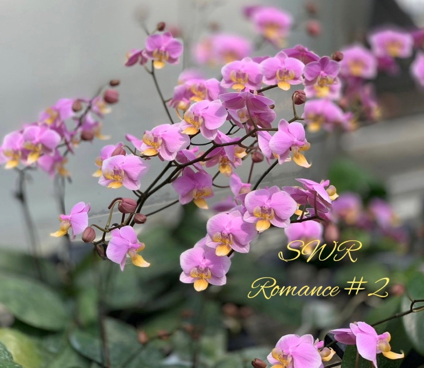 Phalaenopsis SWR Romance '#2' 罗曼史