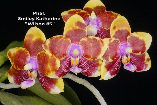 Phalaenopsis Smiley Katherine 'Wilson #5'